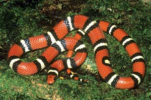 
The nonvenomous scarlet kingsnake lives in part of the venomous coral snake's range, from North Carolina to east Texas.
